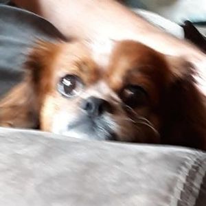 Meet your Posher, Dottie